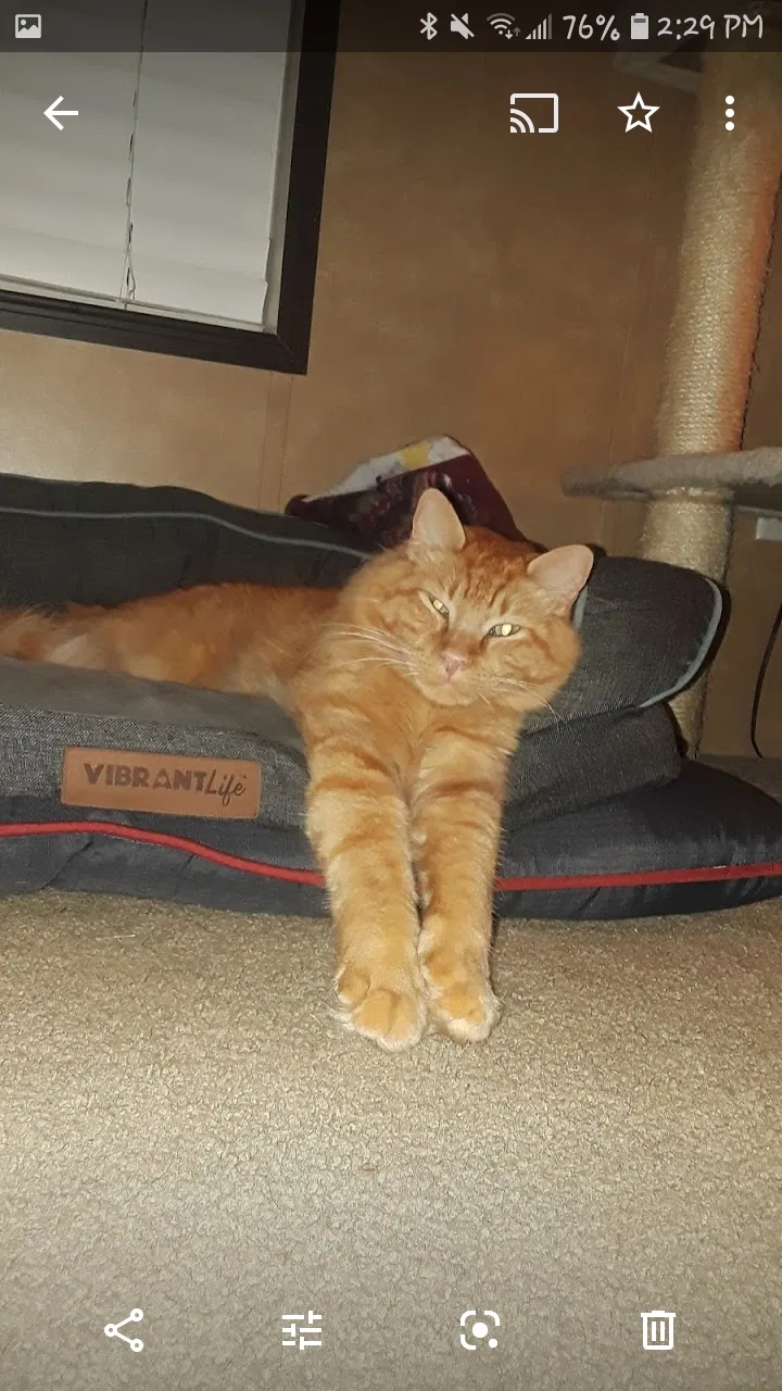 Lost cat in Arnaudville, LA, 70512