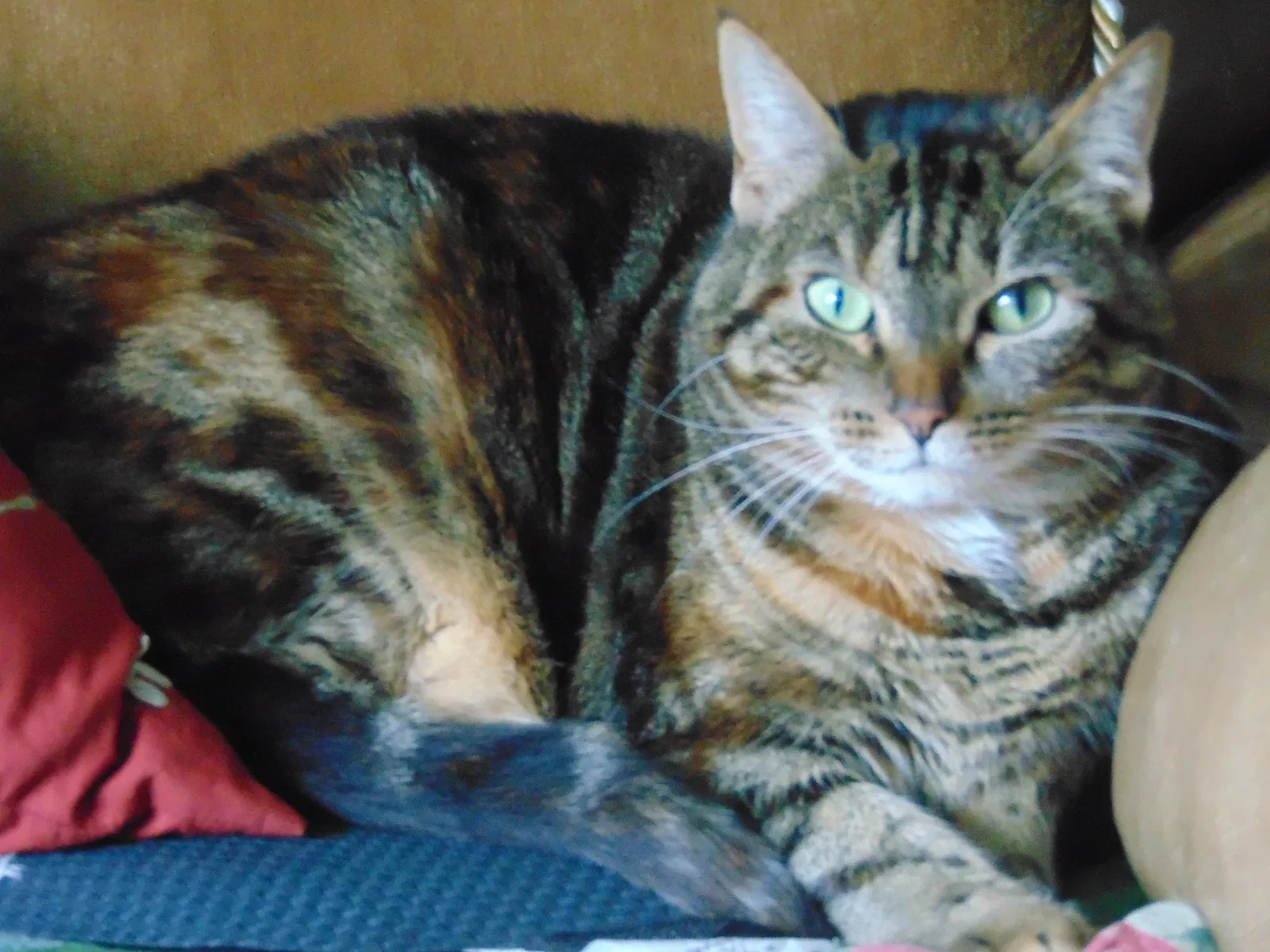 Lost cat in Lakewood, WA, 98498