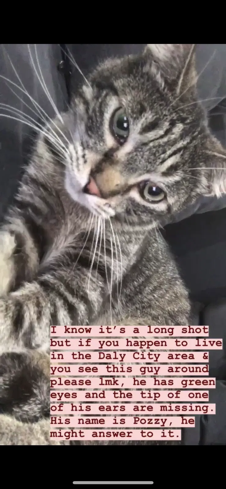 Lost cat in Daly City, CA, 94015