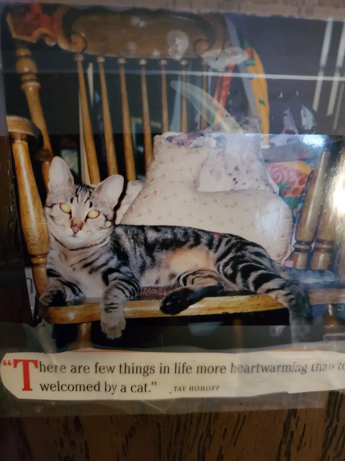 Lost cat in Gresham, OR, 97080