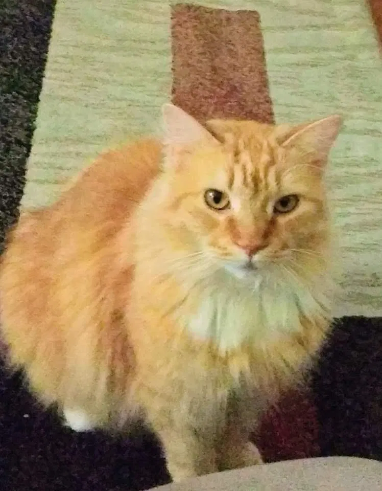 Lost cat in Knoxville, TN, 37923