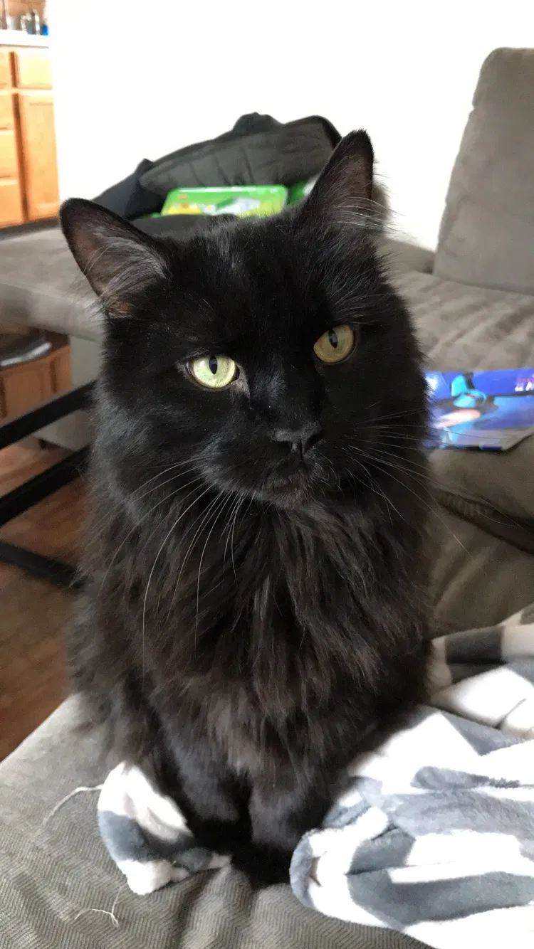Lost cat in Winston Salem, NC, 27107