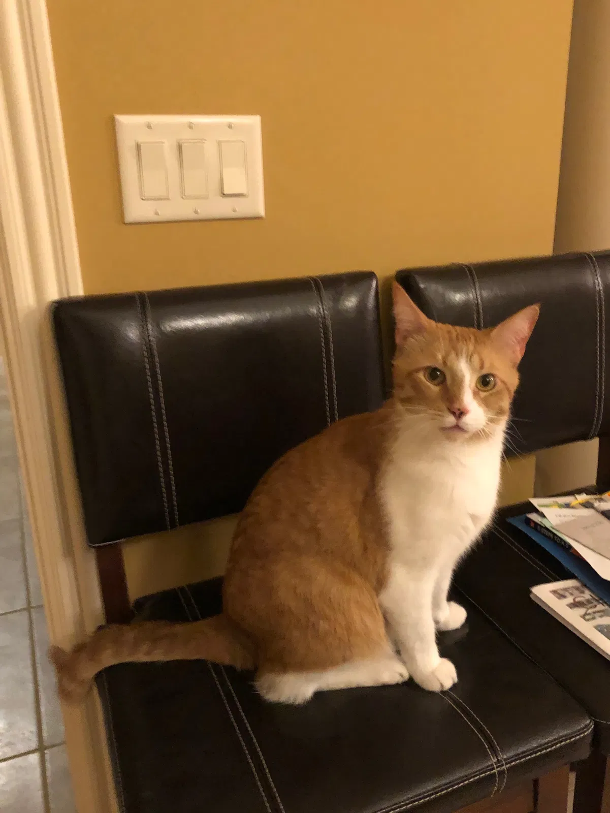 Lost cat in Mason, OH, 45040