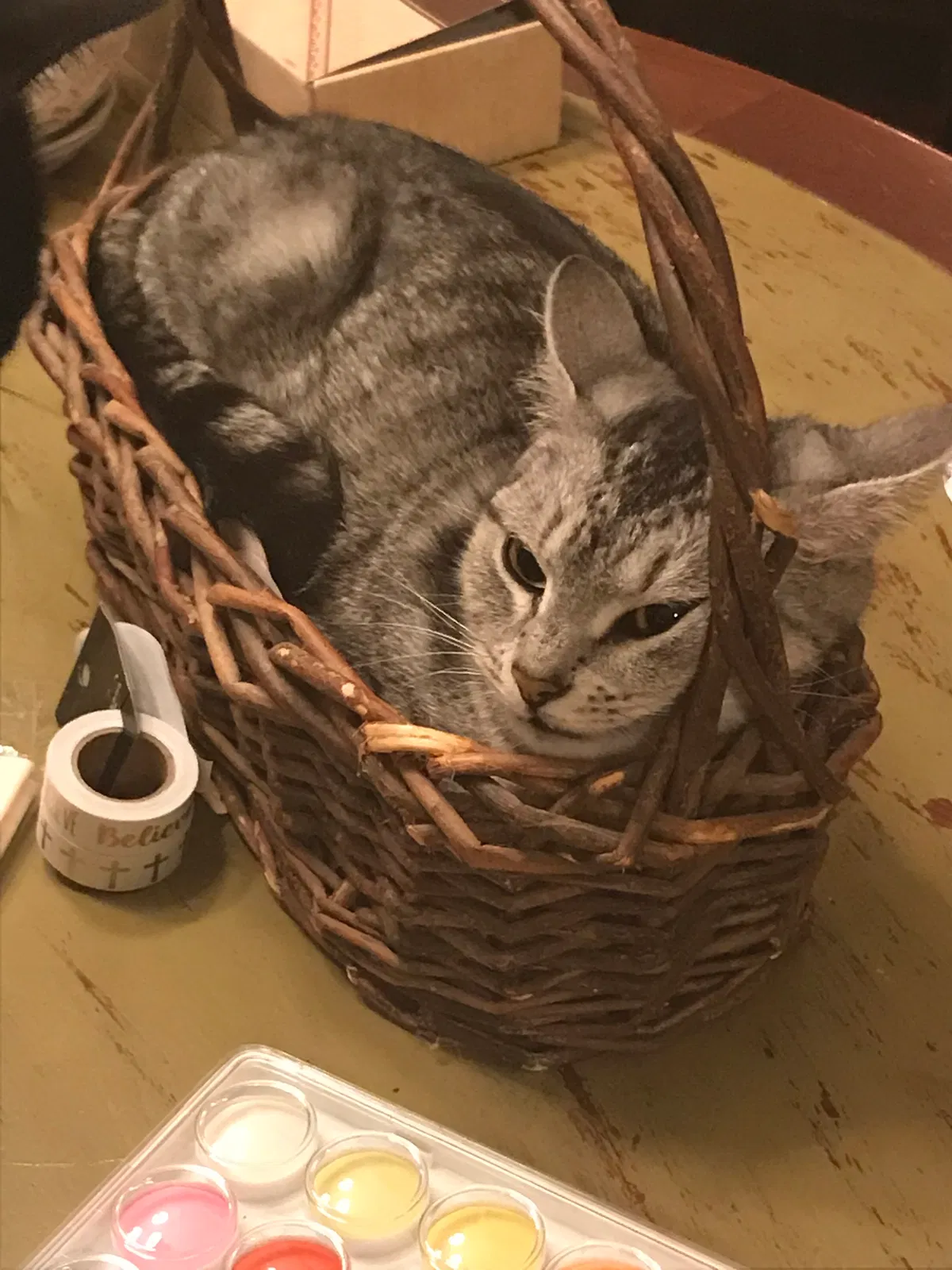 Lost cat in Dacula, GA, 30019