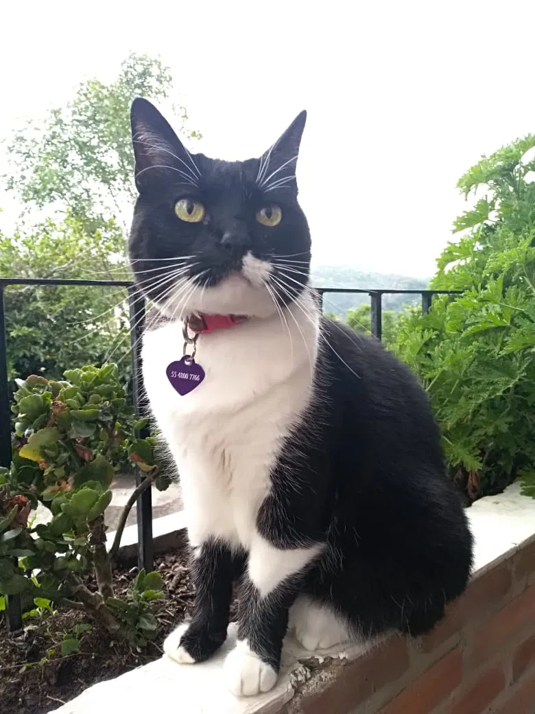 Lost cat in Denton, TX, 76205