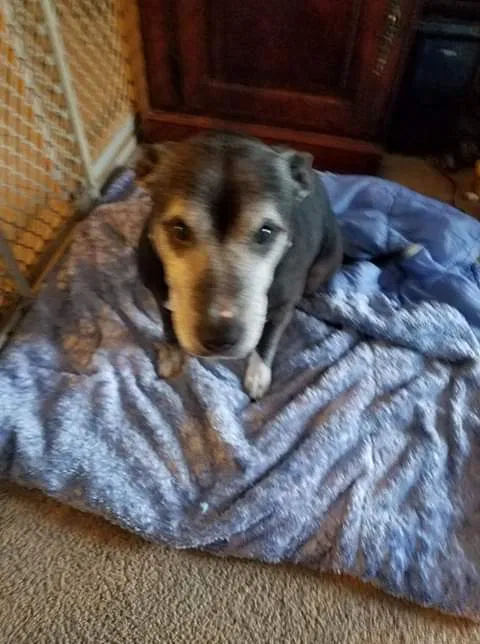 Lost dog in Elkton, FL, 32033