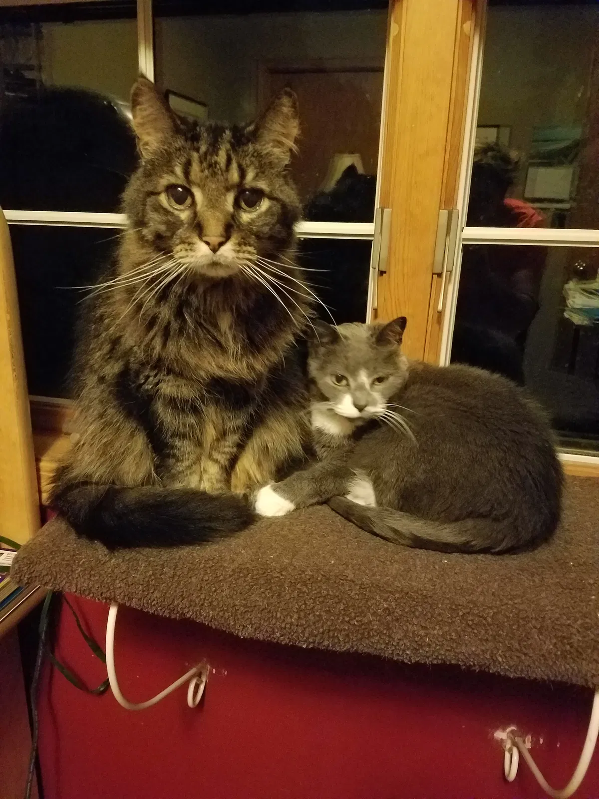 Lost cat in Saint Paul, MN, 55125