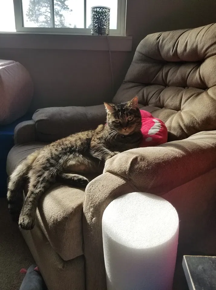 Lost cat in Spokane, WA, 99216