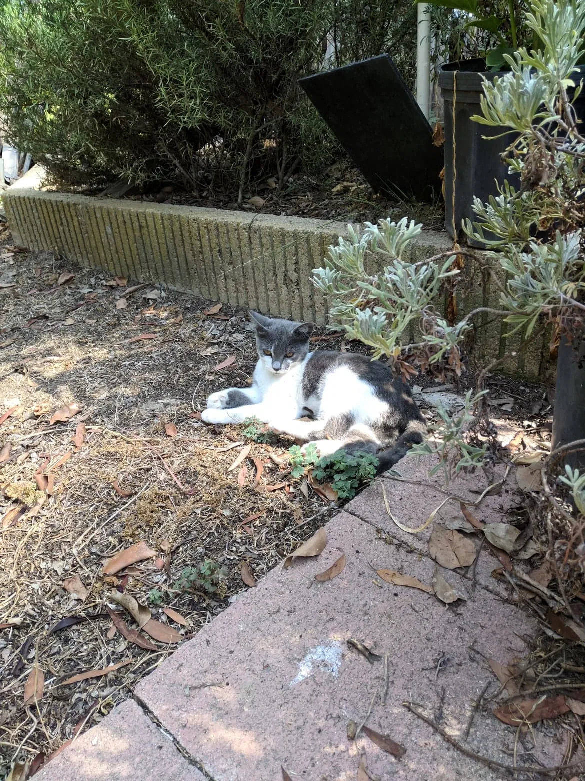 Lost cat in Costa Mesa, CA, 92626