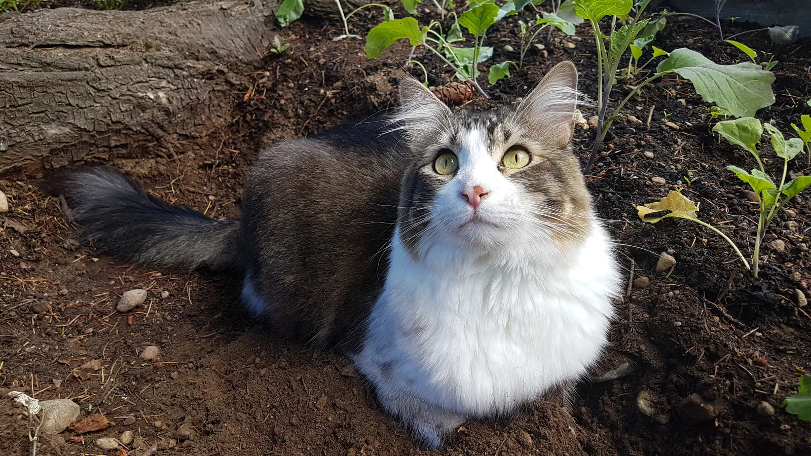 Lost cat in Bellevue, WA, 98007