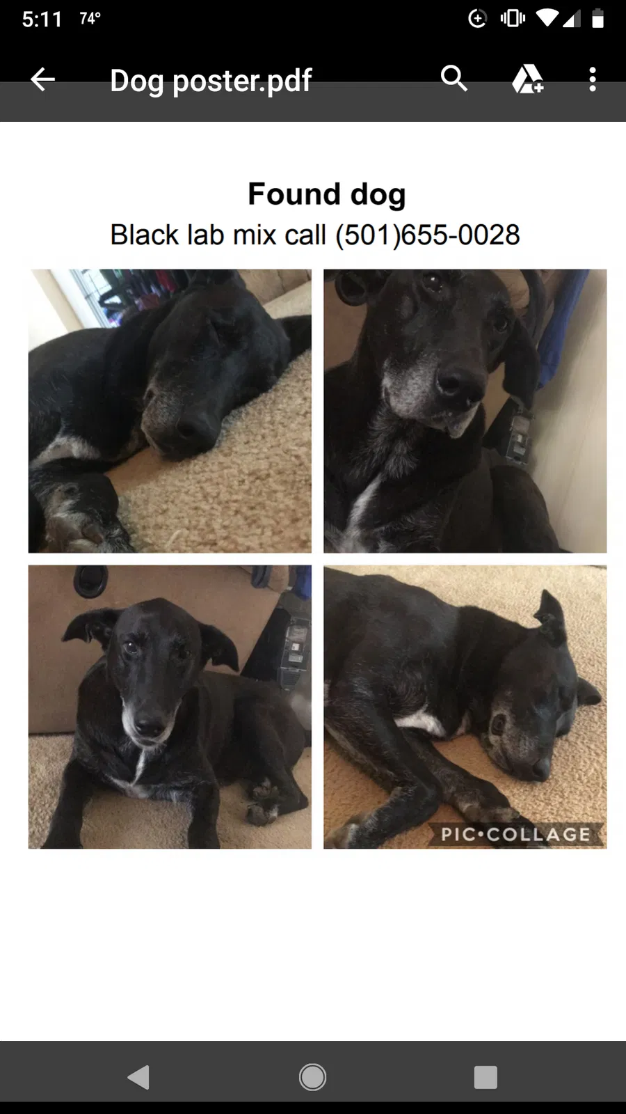 Found Dog