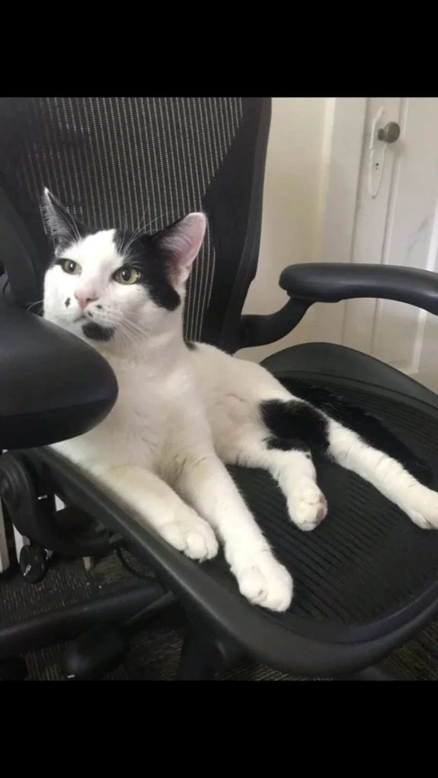 Lost cat in Manassas, VA, 20111