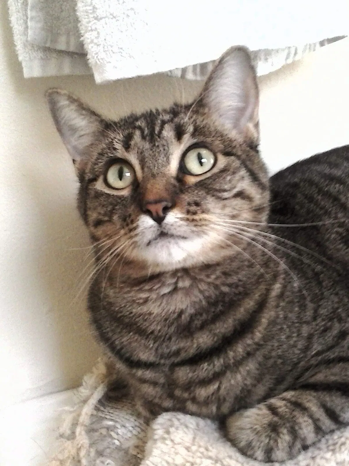 Lost cat in Salt Lake City, UT, 84138