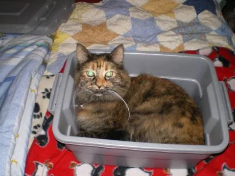 Lost cat in Colorado Springs, CO, 80903