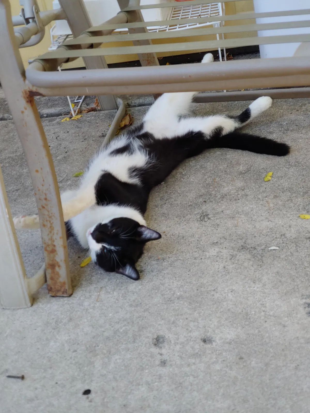 Lost cat in San Antonio, TX, 78247