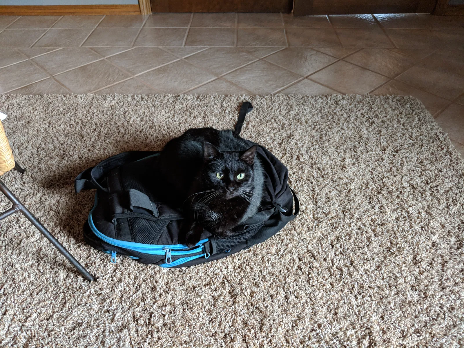 Lost cat in Denmark, WI, 54208
