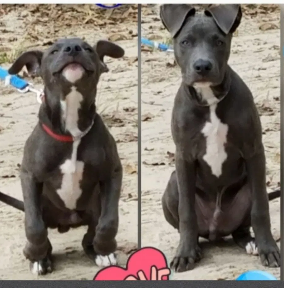 Lost dog in Leesville, LA, 71446