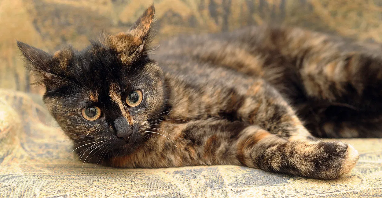 Lost cat in Braggadocio, MO, 63826