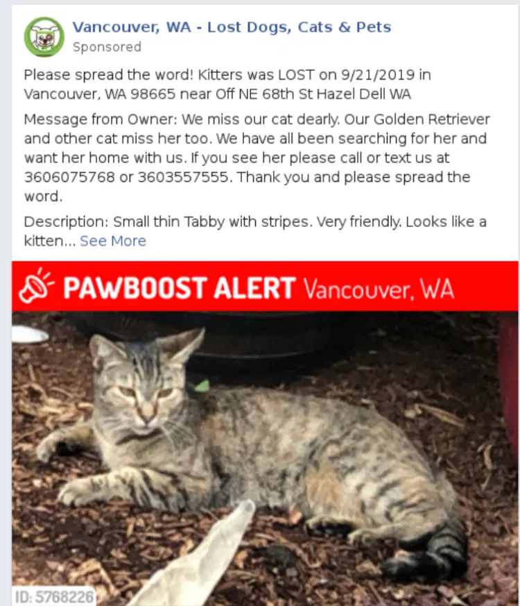 Lost cat in Vancouver, WA, 98665
