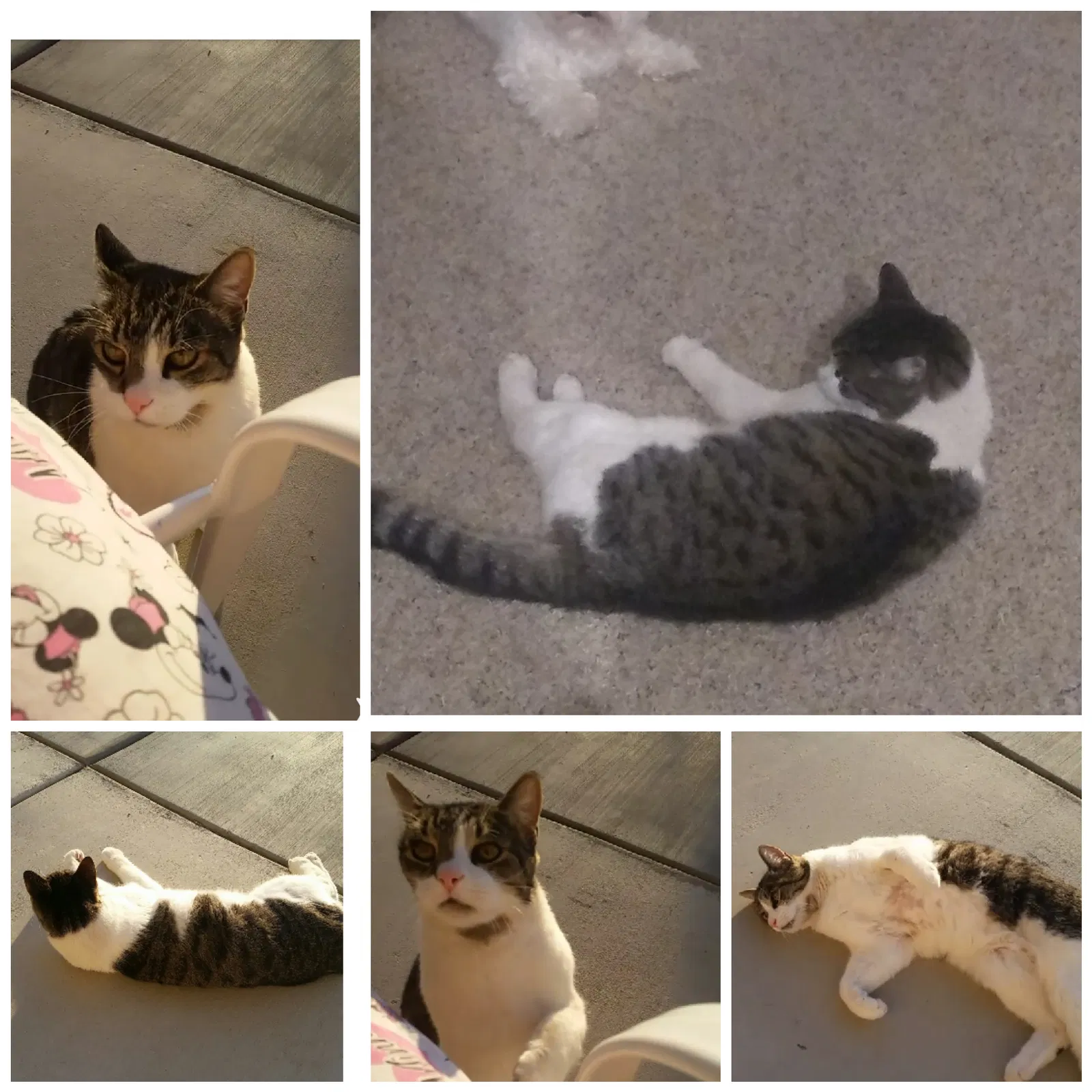 Lost cat in Apple Valley, CA, 92308