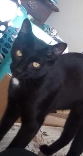 Lost cat in Charleston, IL, 61920
