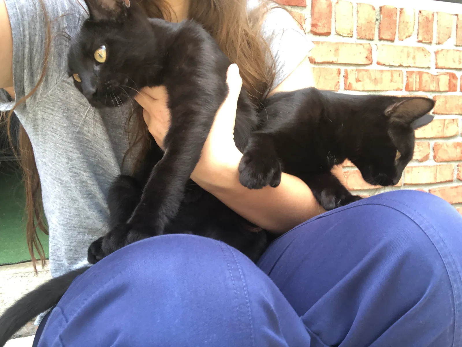 Lost cat in Beech Grove, IN, 46107