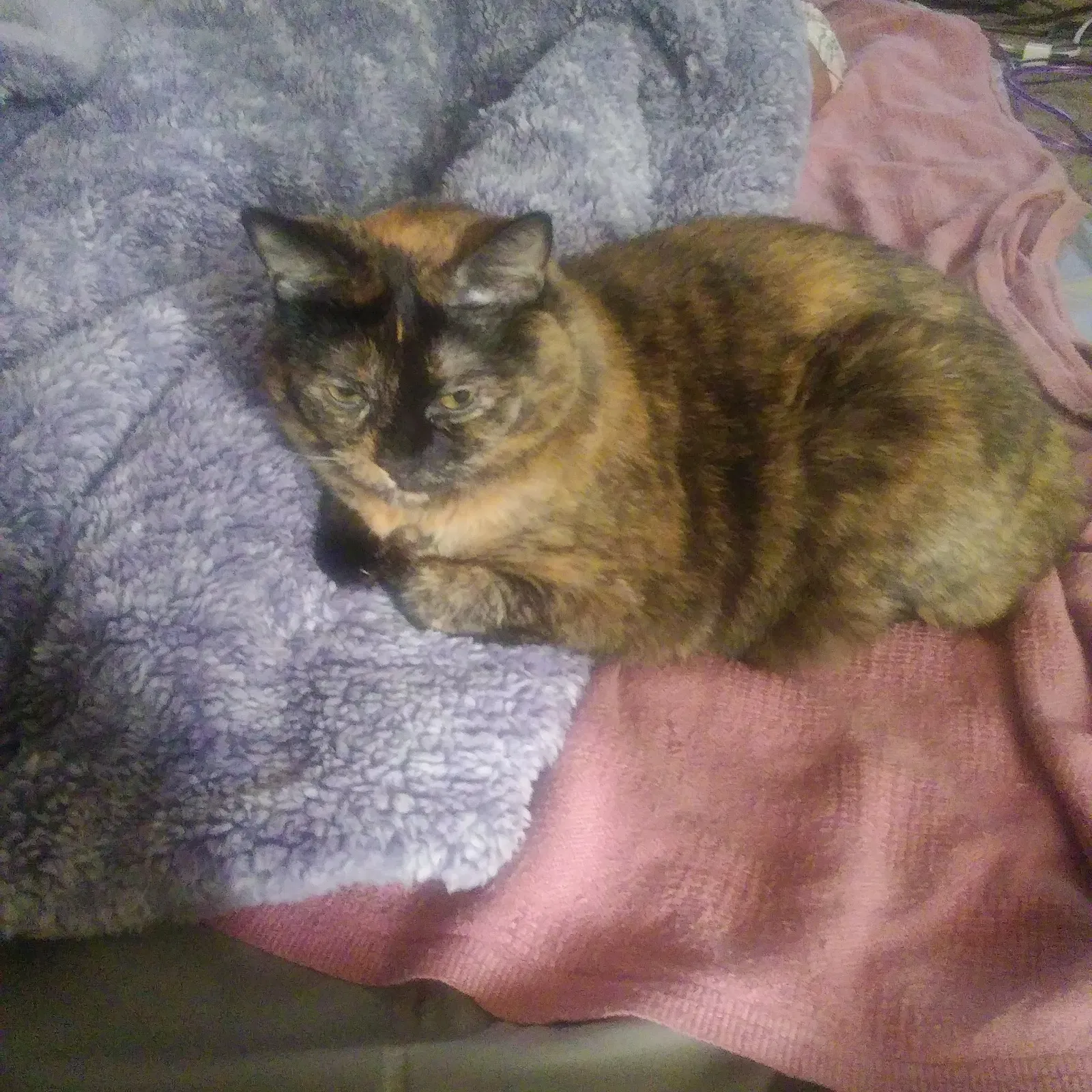Lost cat in San Leandro, CA, 94577