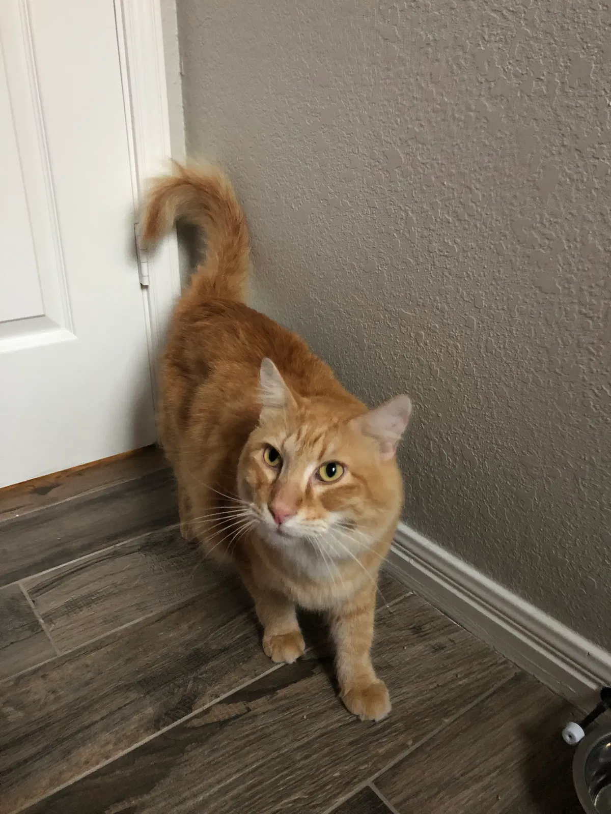 Lost cat in Austin, TX, 78739