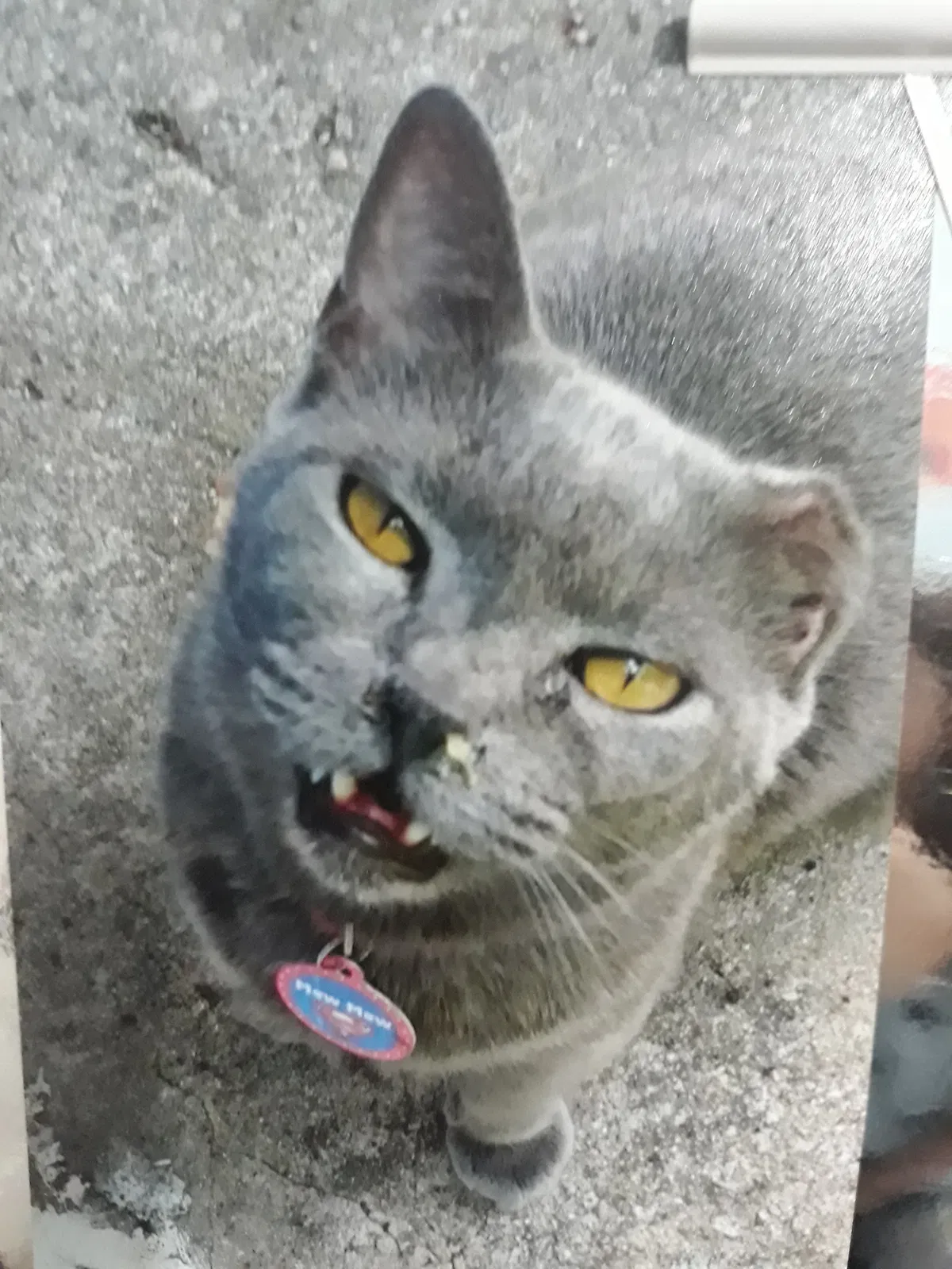 Lost cat in Stockbridge, GA, 30281