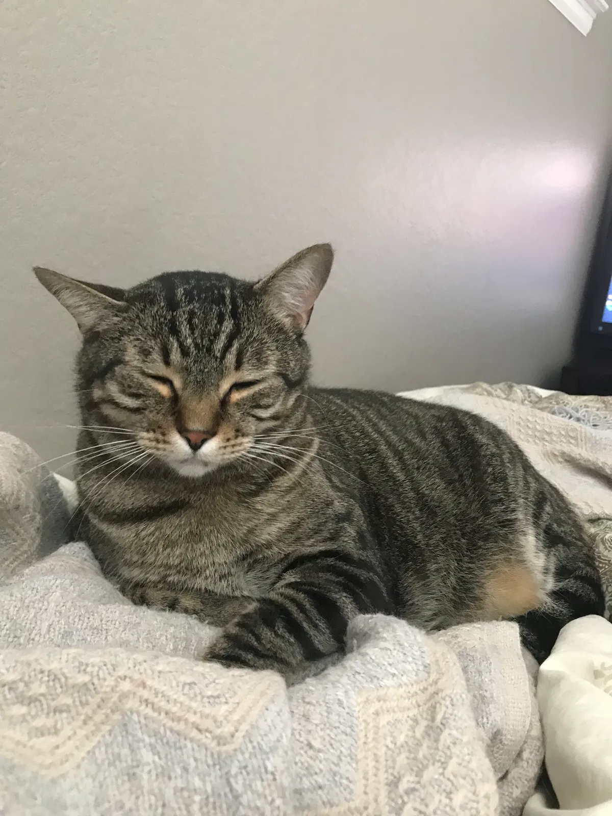 Lost cat in Denver, CO, 80234