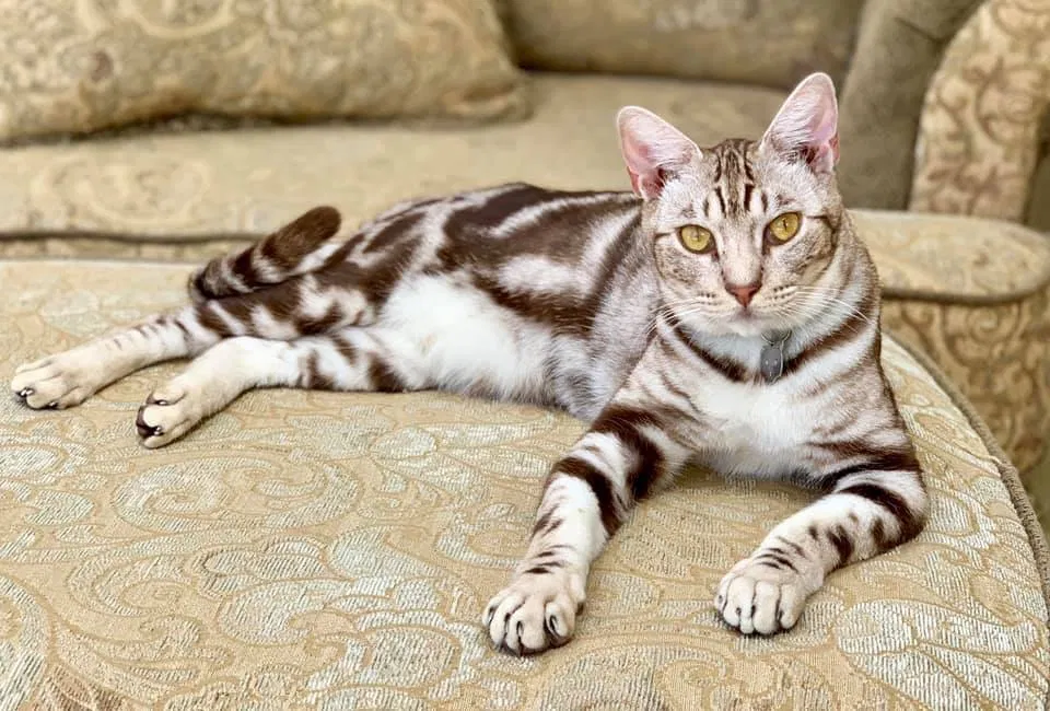 Lost cat in Pensacola, FL, 32504