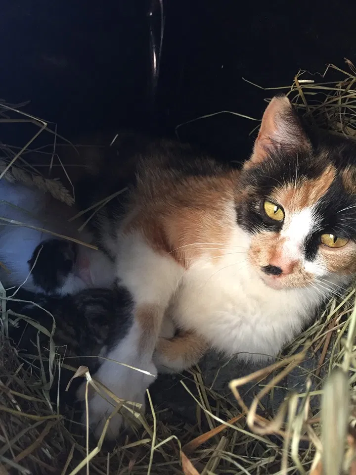 Lost cat in Mount Gretna, PA, 17064