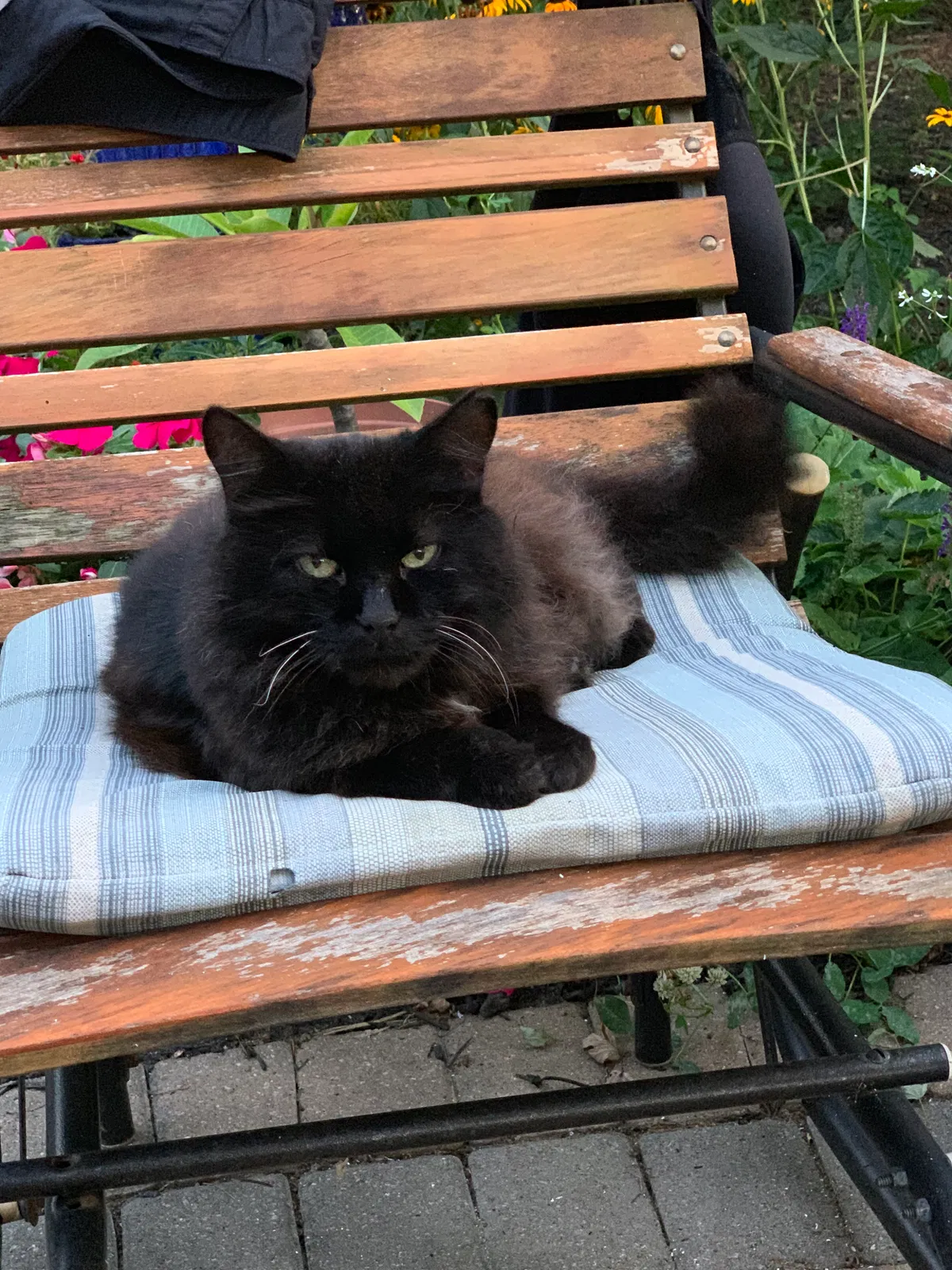 Lost cat in Plain City, OH, 43064