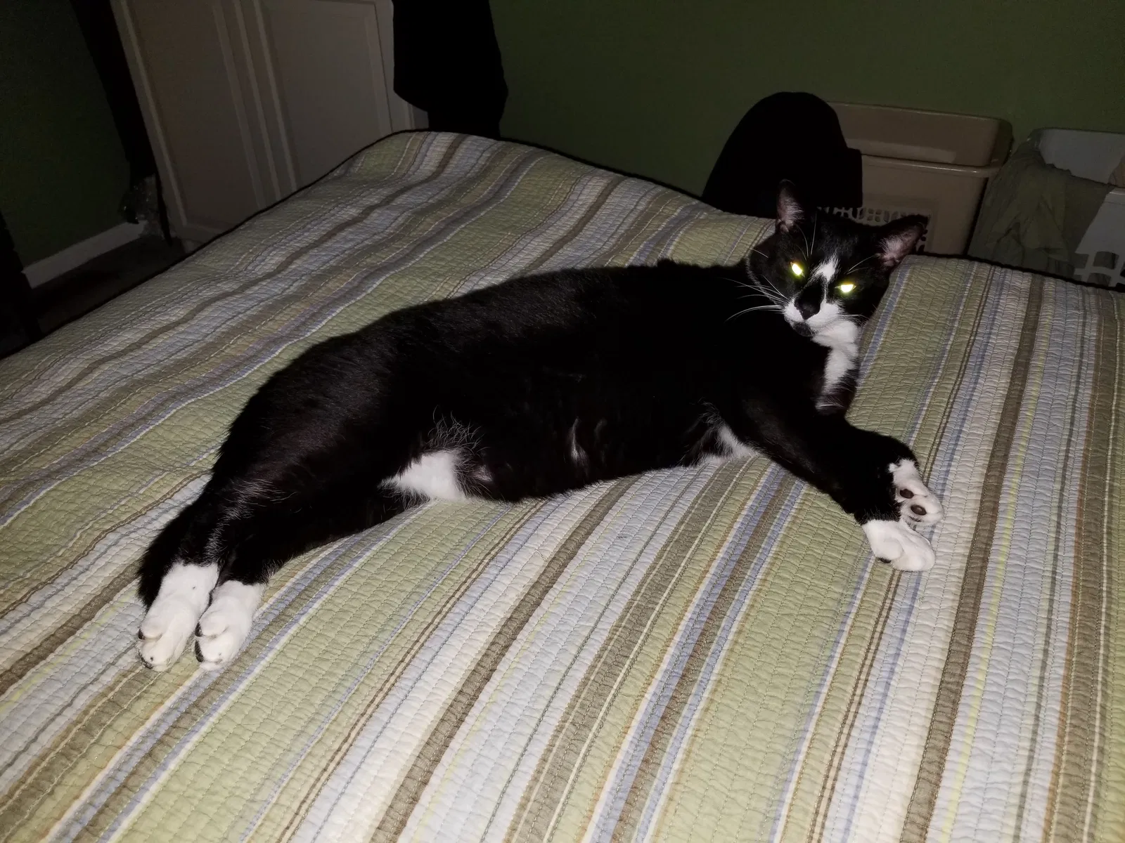 Lost cat in Bloomington, IN, 47403