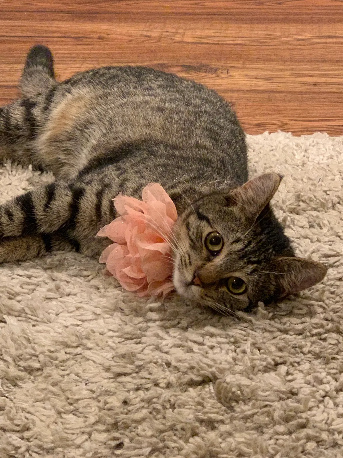 Lost cat in South Pasadena, CA, 91030