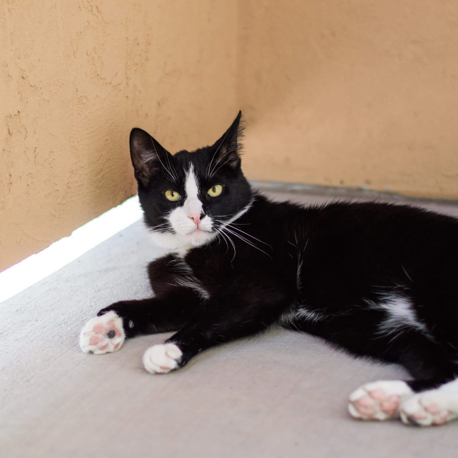 Lost cat in Riverton, UT, 84065