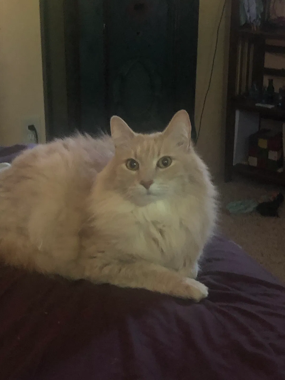 Lost cat in Minneapolis, MN, 55432