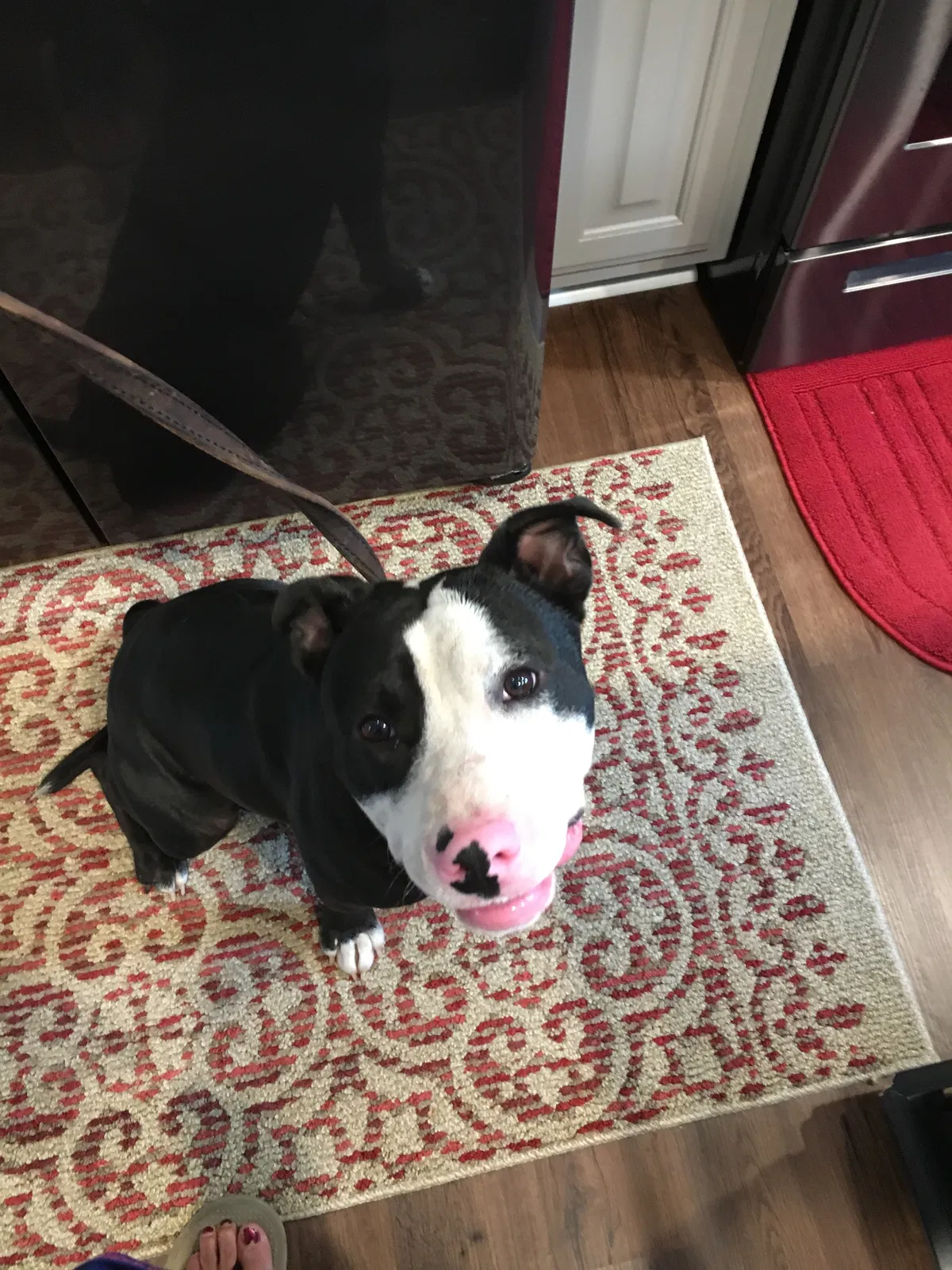 Found dog in Lebanon, TN, 37087