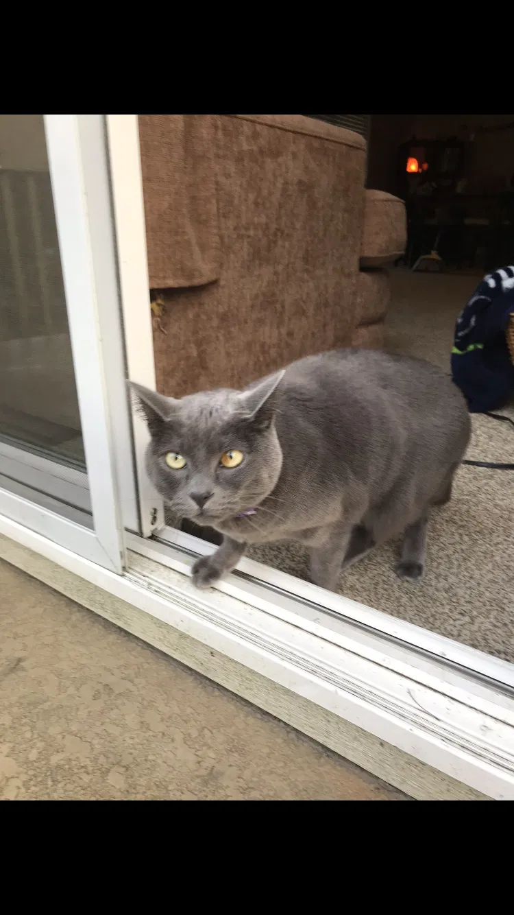 Lost cat in Bellevue, WA, 98007