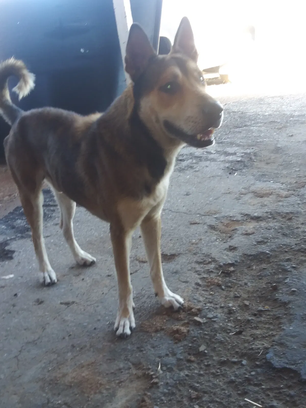 Lost dog in Tucson, AZ, 85706