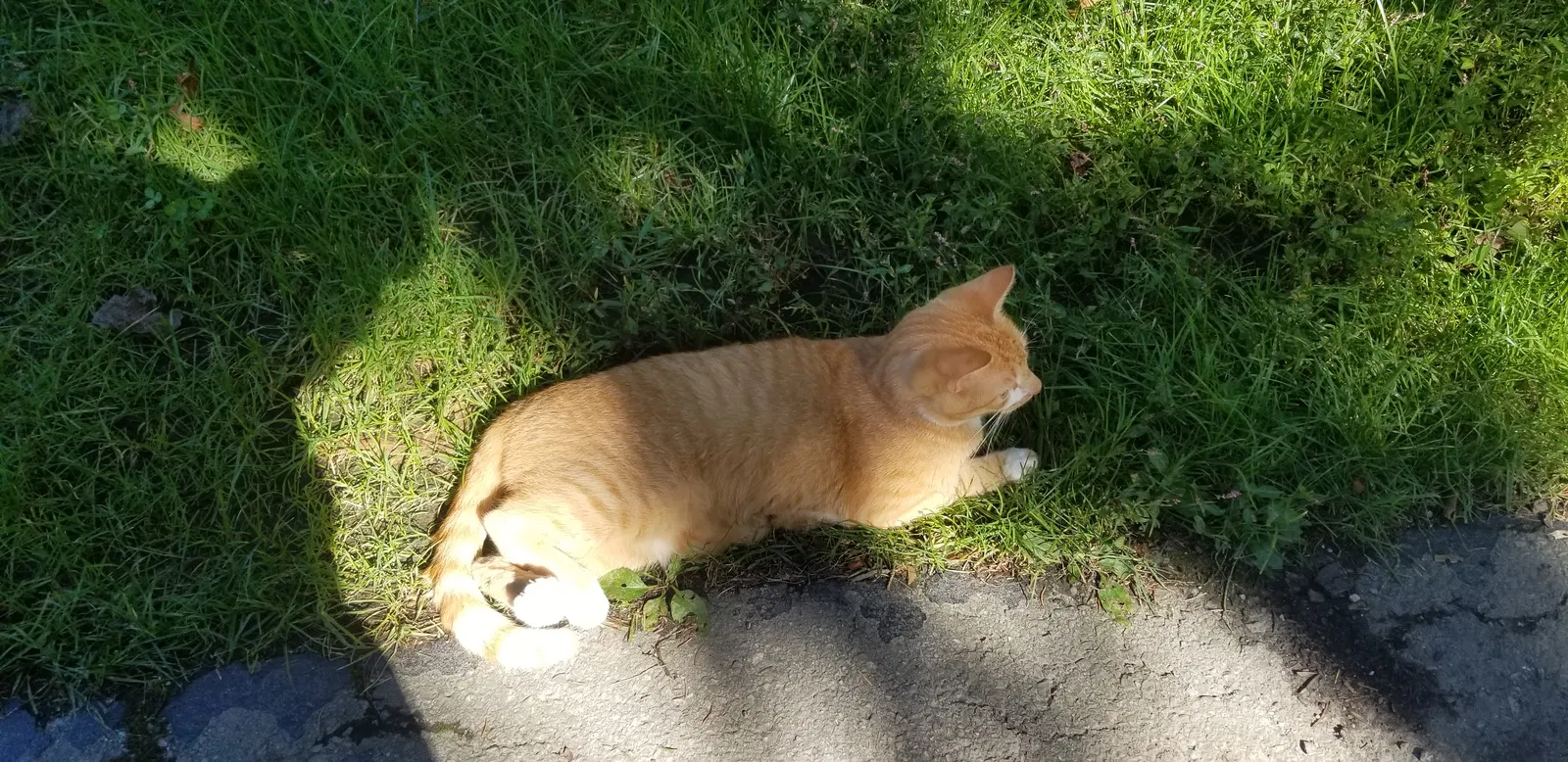 Lost cat in Exton, PA, 19341