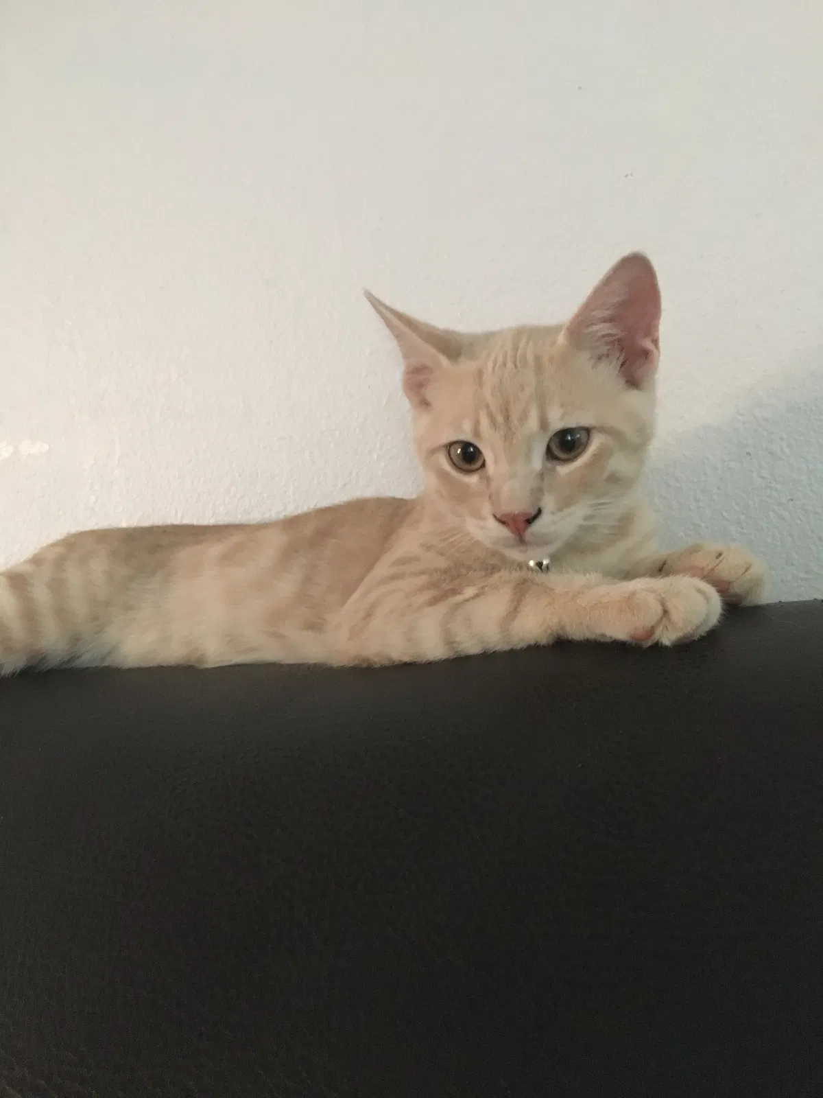 Lost cat in Riverside, CA, 92509