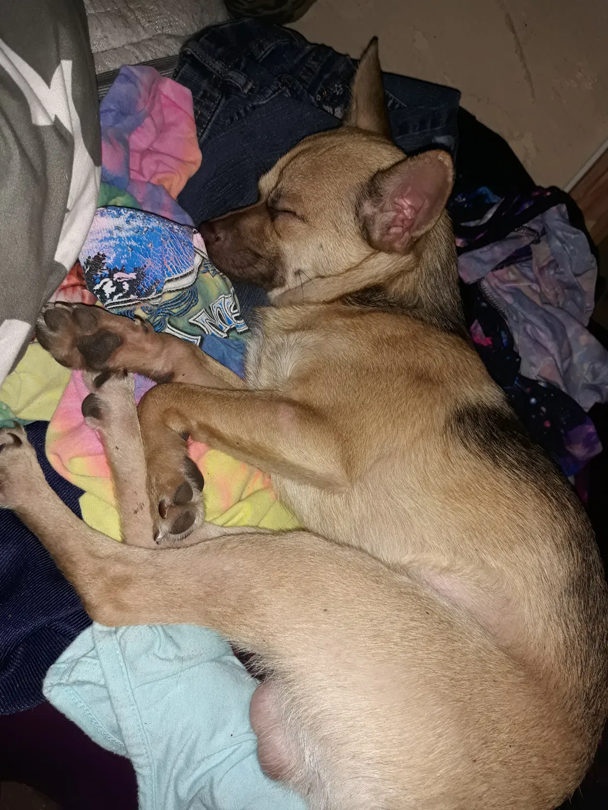 Lost dog in Quinlan, TX, 75474