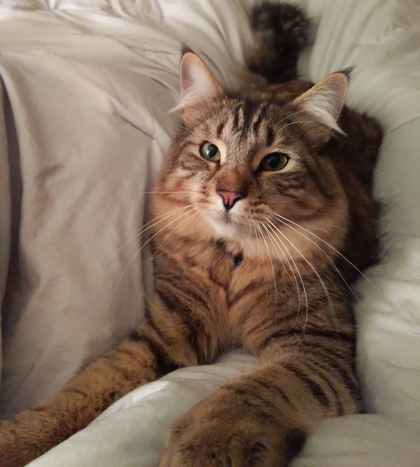Lost cat in Fairfax, CA, 94930