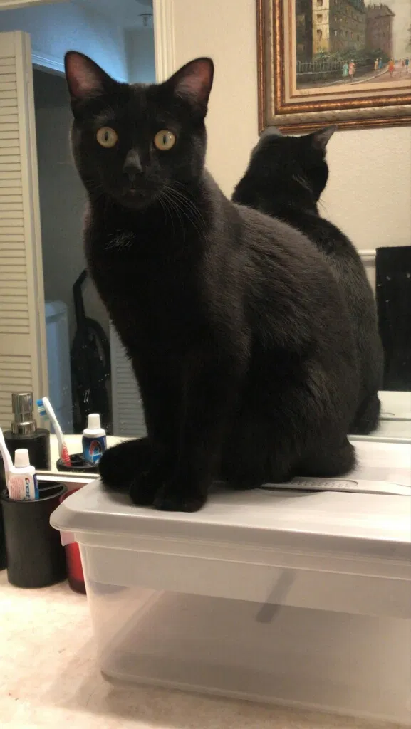 Lost cat in Denver, CO, 80218