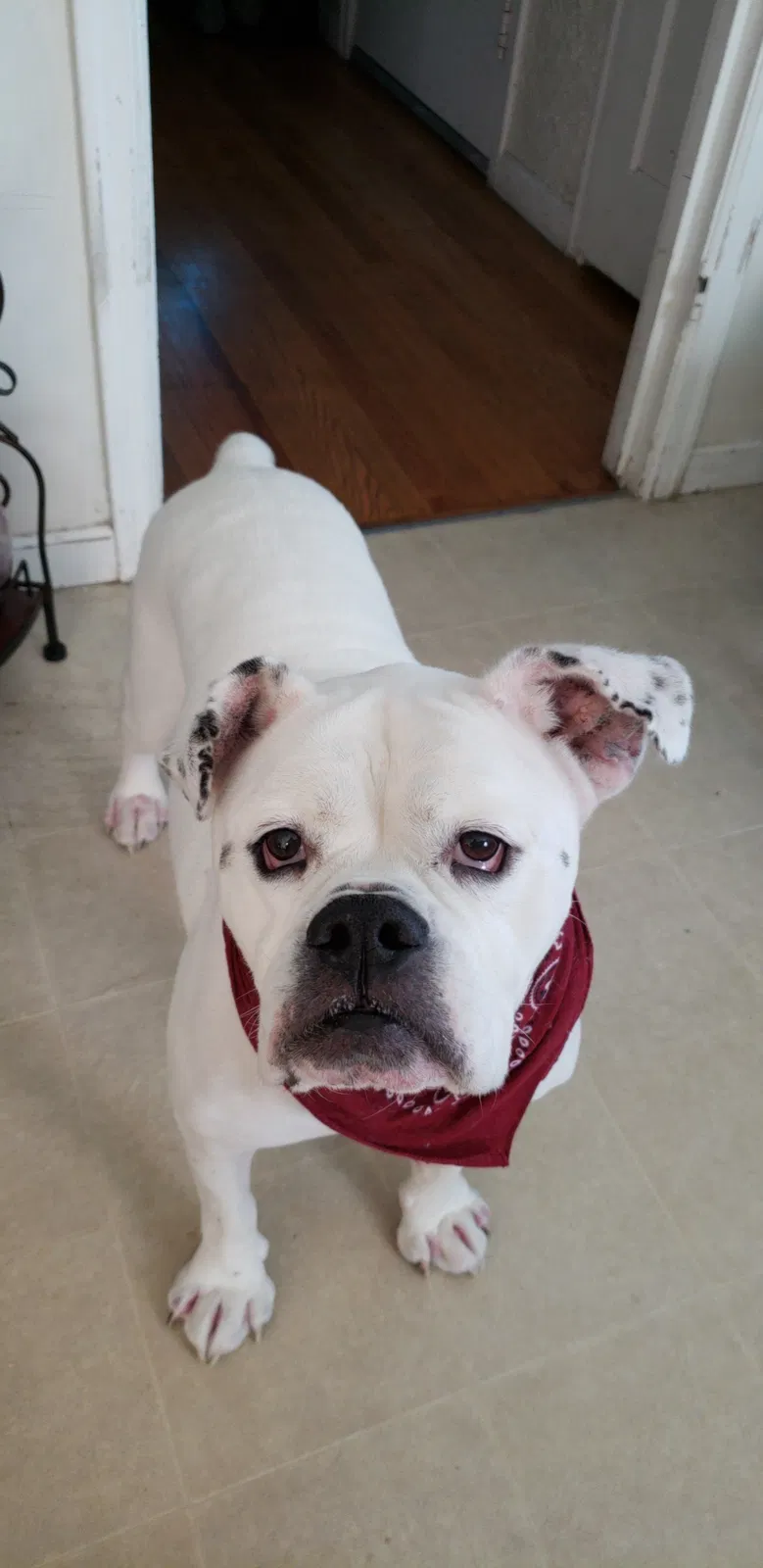 Lost dog in Rainier, WA, 98576