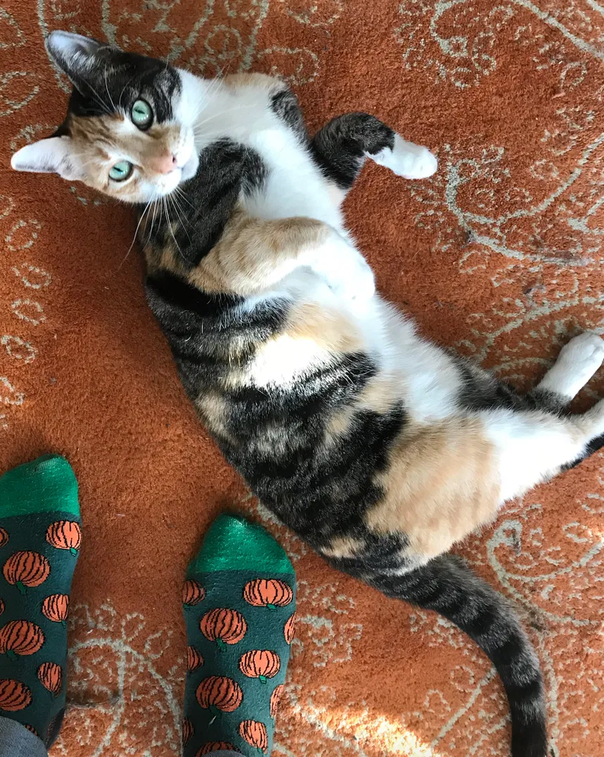 Lost cat in Chicago, IL, 60626
