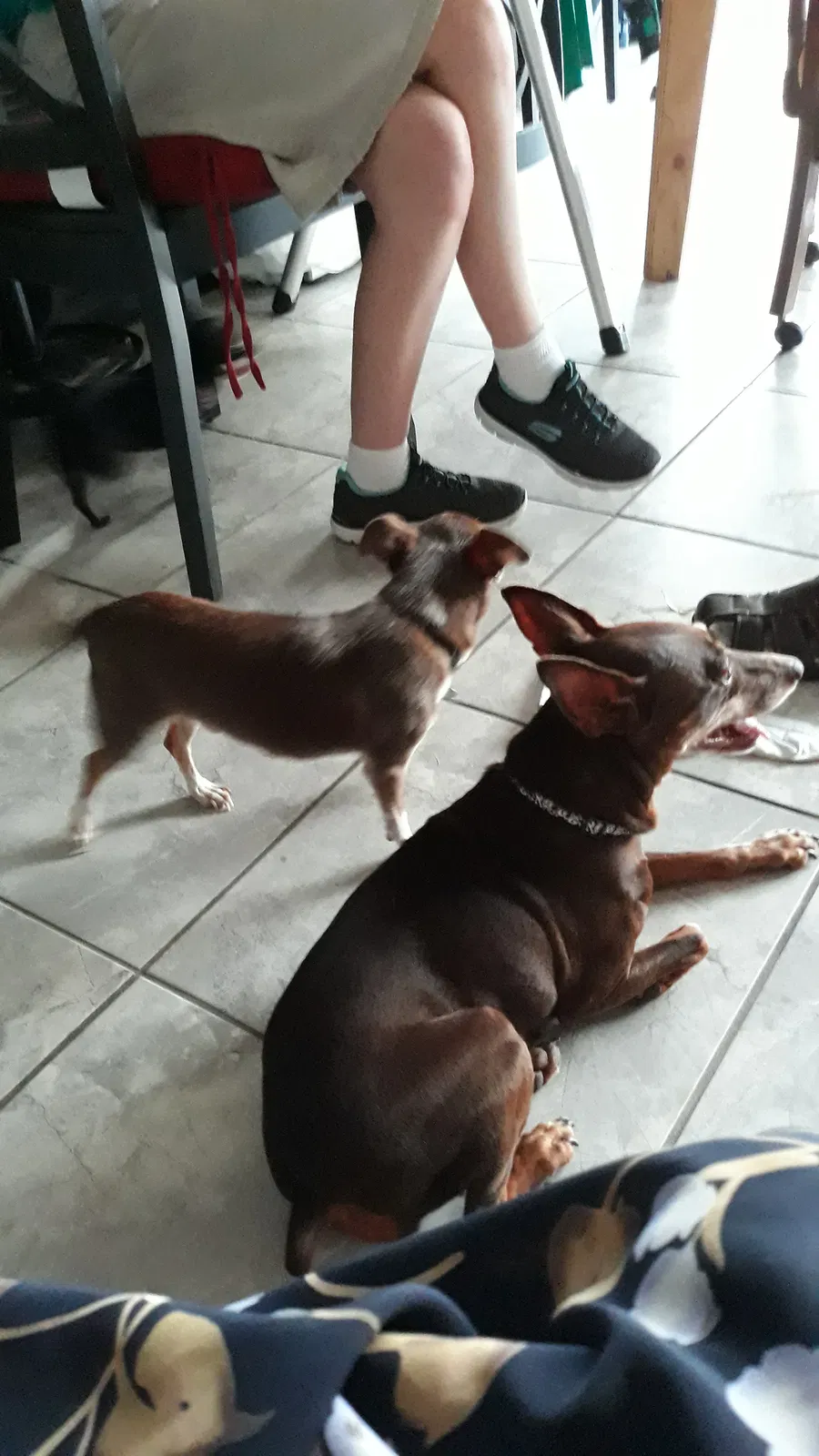 Found dog in Bradenton, FL, 34208
