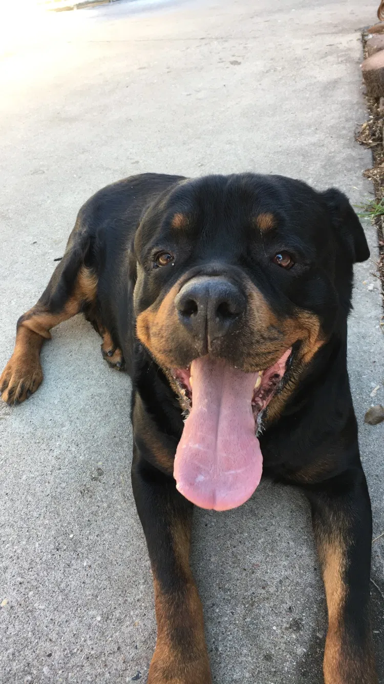 Lost dog in Bountiful, UT, 84010