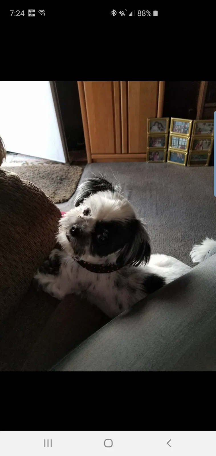 Lost dog in Wetumpka, AL, 36092